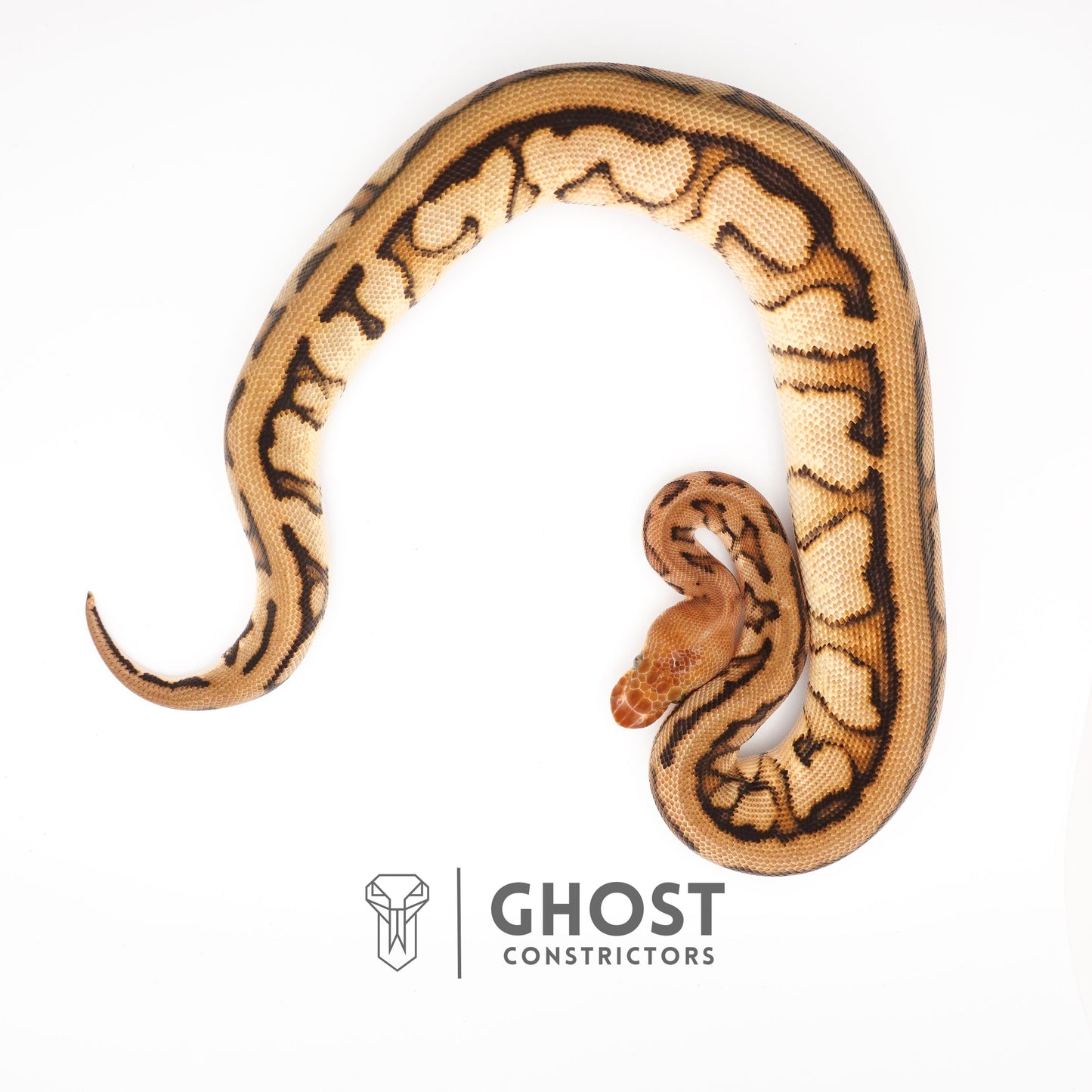 Spotnose Genetic Stripe Clown Het Desert Ghost Ball Python