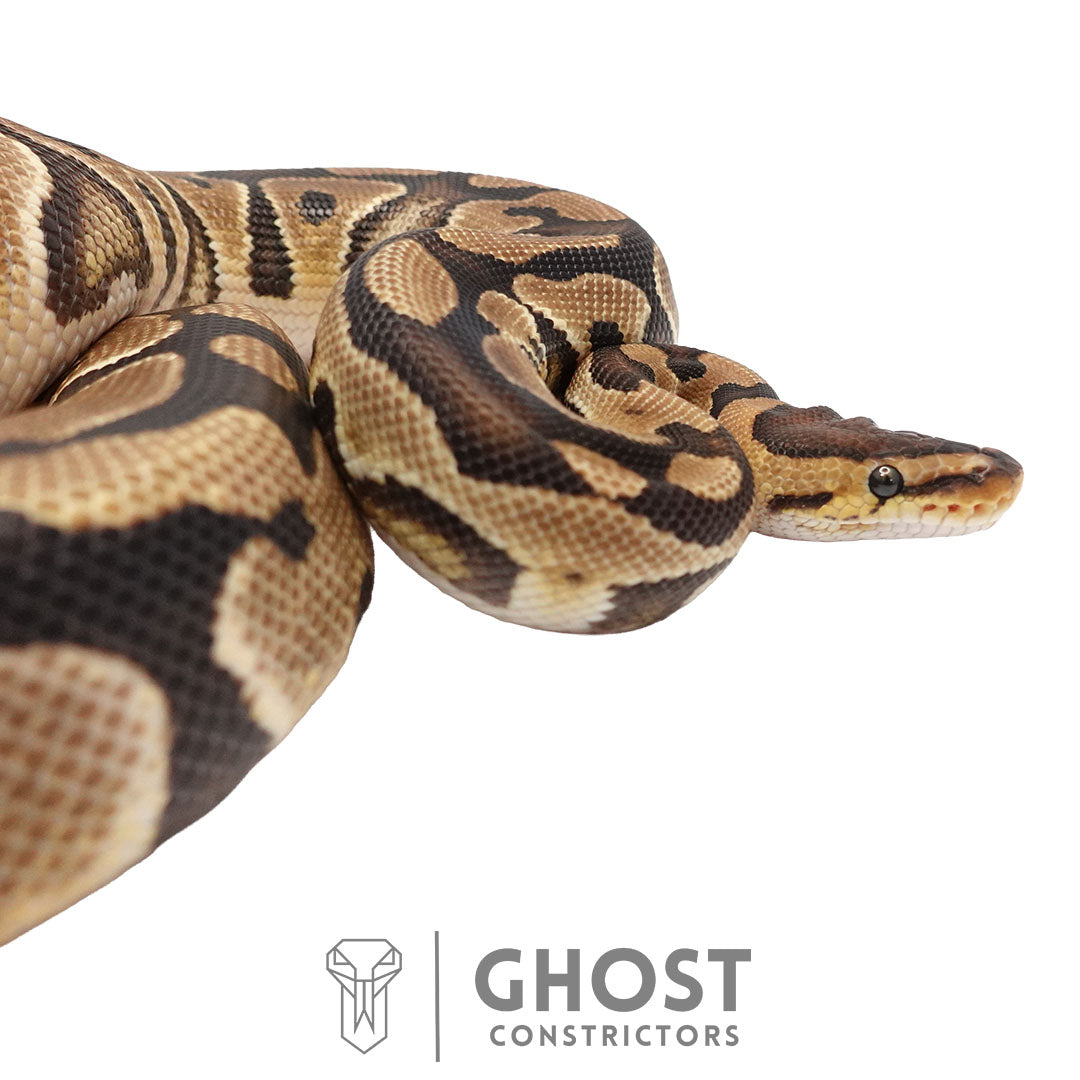 Fire Het Clown Het Cryptic Male | 66% Het Genetic Stripe