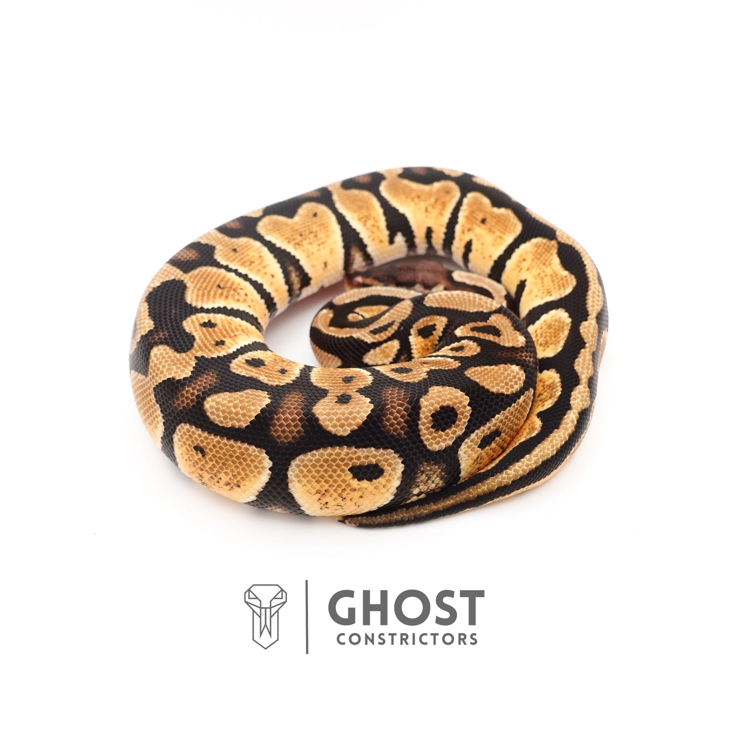 Mystic Ball Python