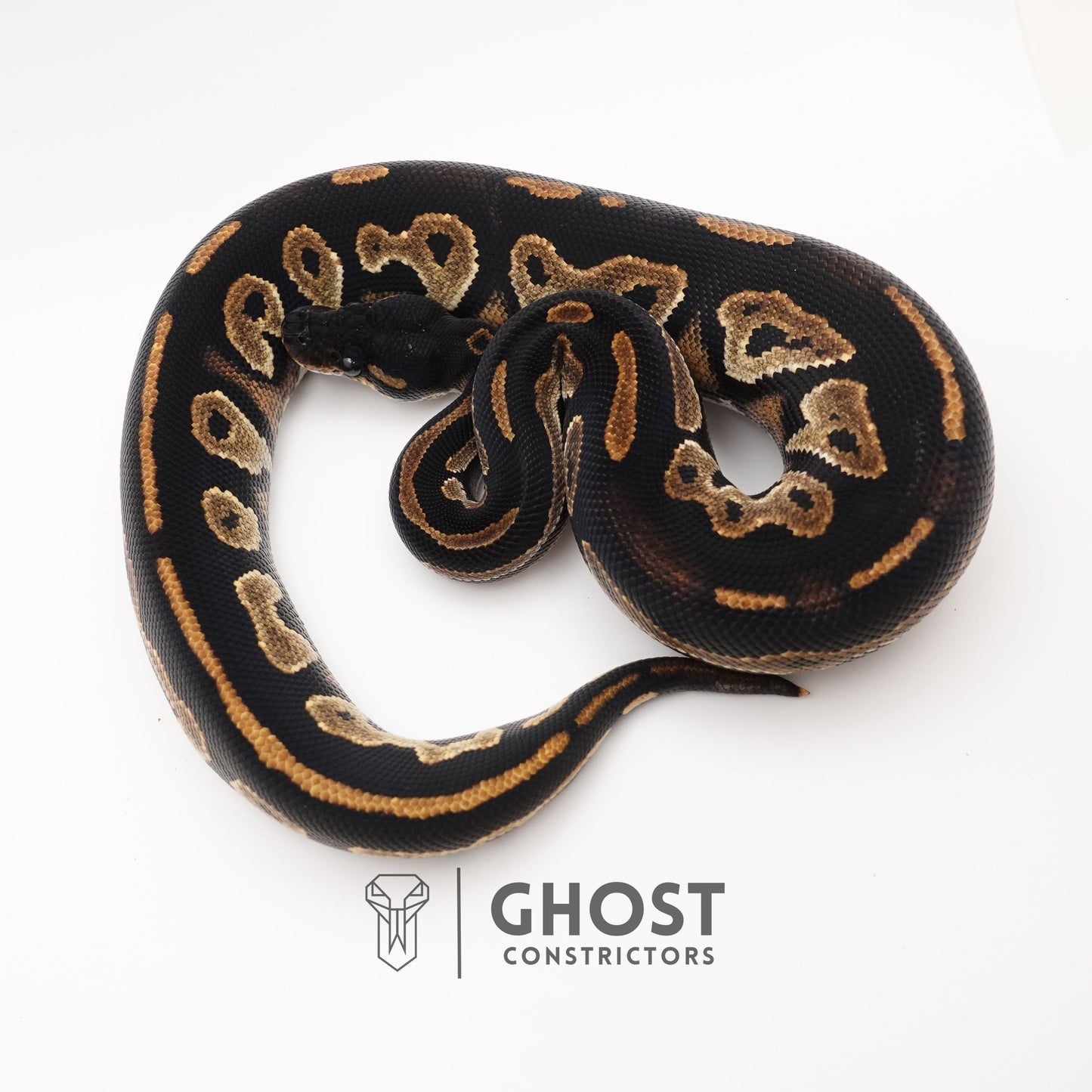 Super Blackhead Ball Python
