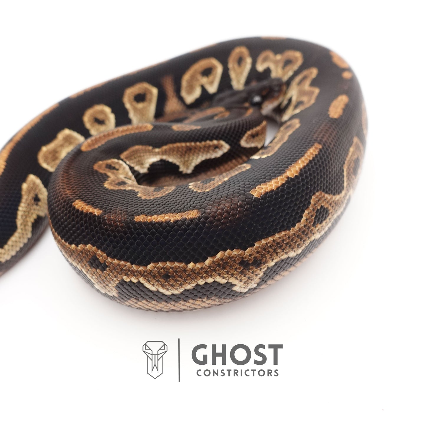 Super Blackhead Ball Python