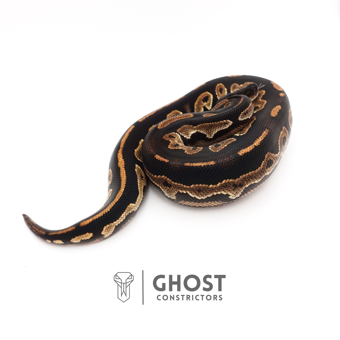 Super Blackhead Ball Python