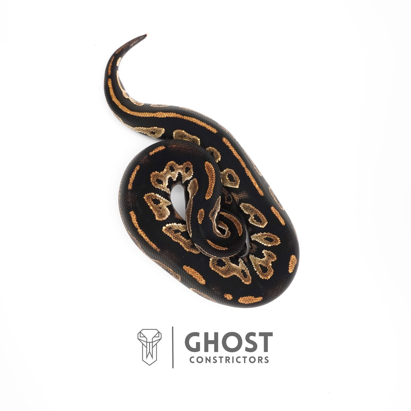 Super Blackhead Ball Python
