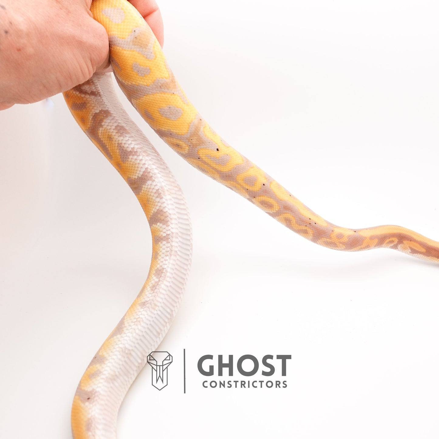 Het Clown Leopard Banana Ball Python for Sale