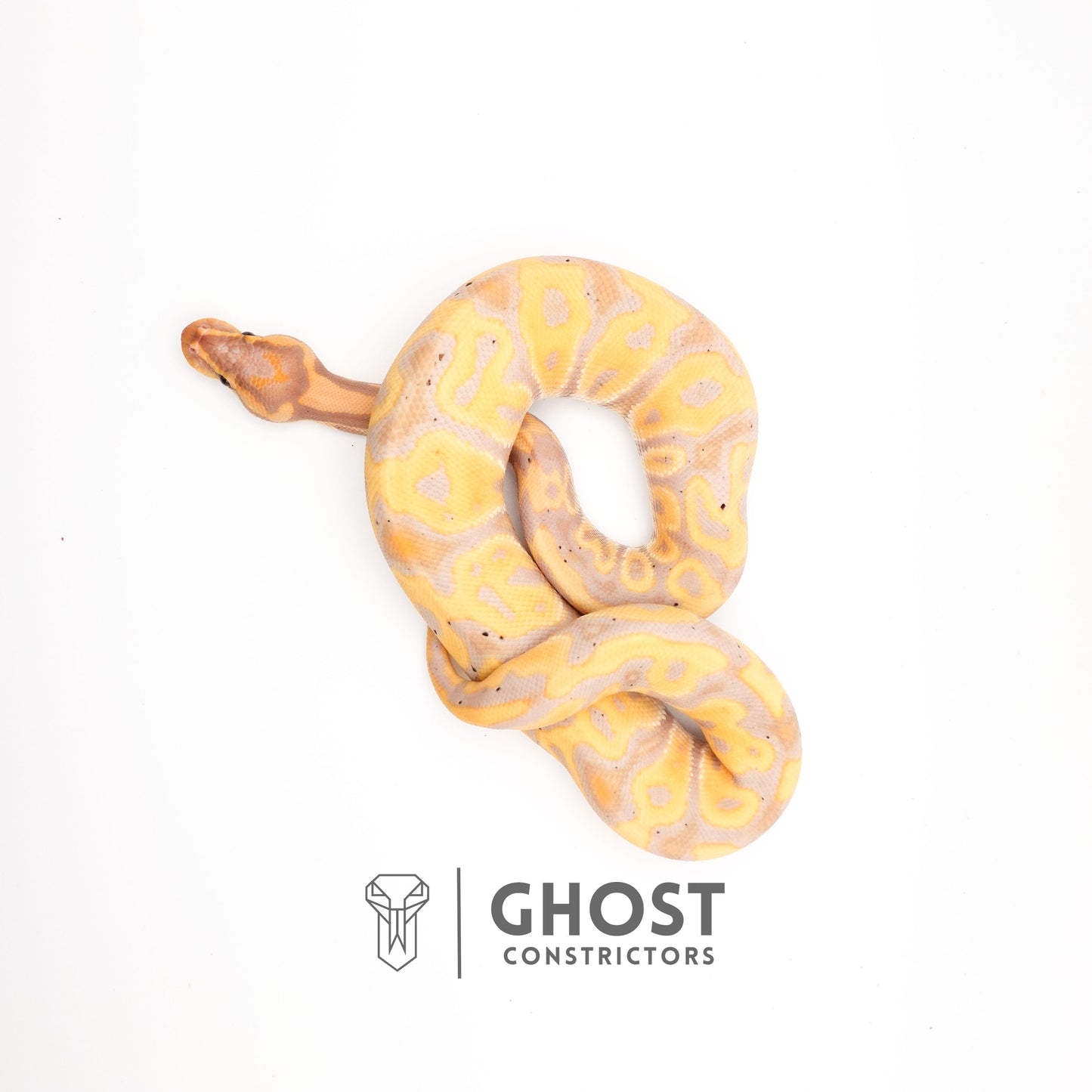 Het Clown Leopard Banana Ball Python for Sale