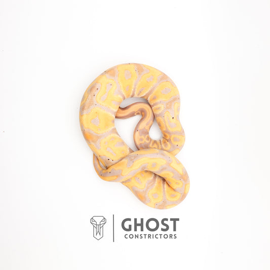 Het Clown Leopard Banana Ball Python for Sale