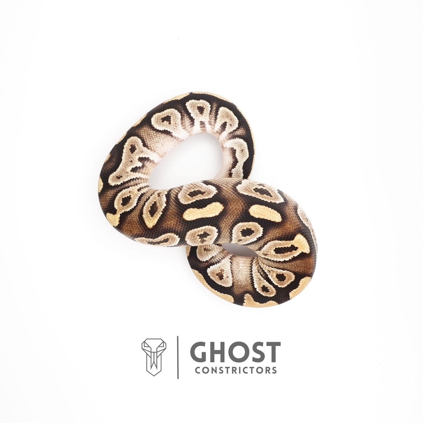 Mojave Het VPI Axanthic Het Pied Ball Python