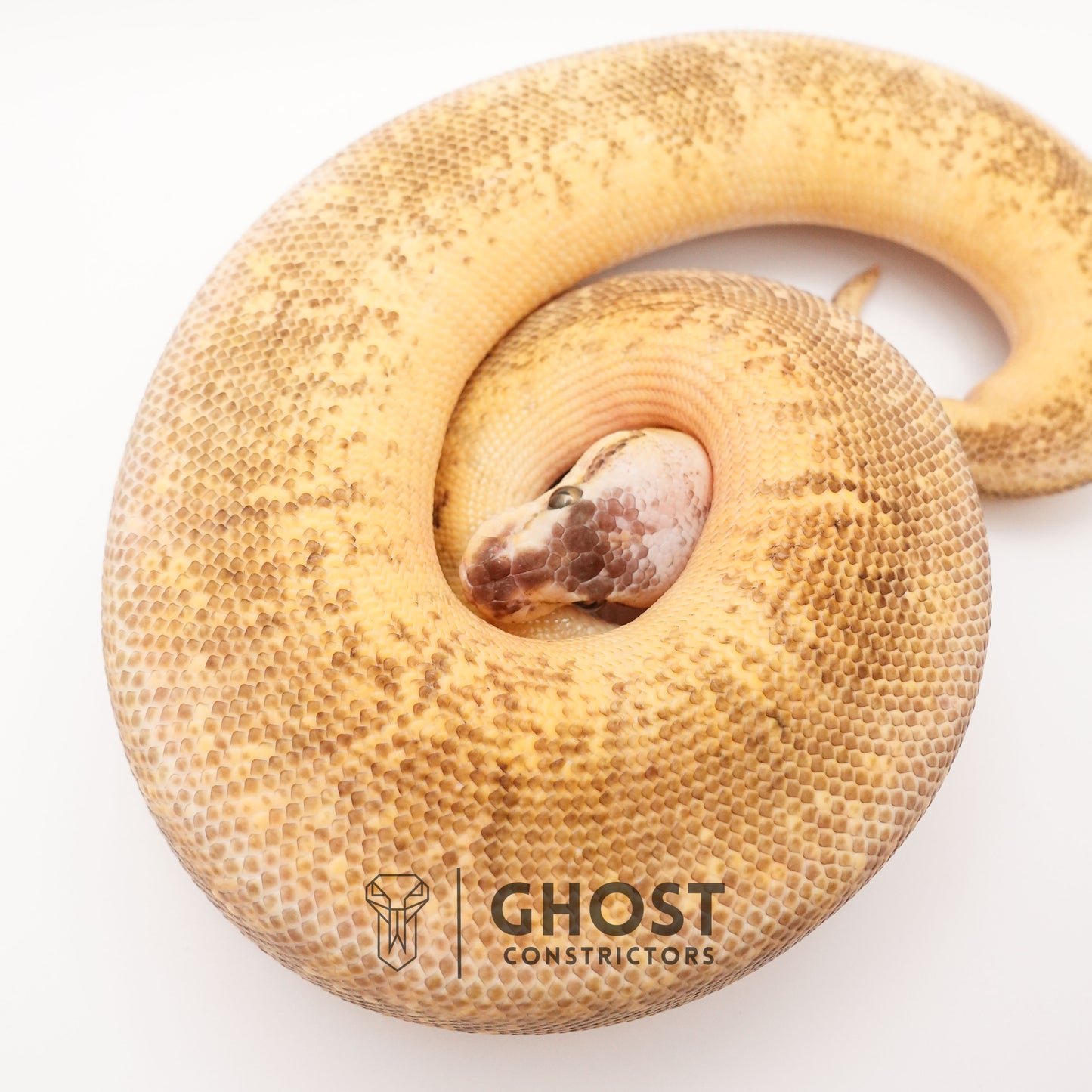 Pinstripe Super Pastel Hypo