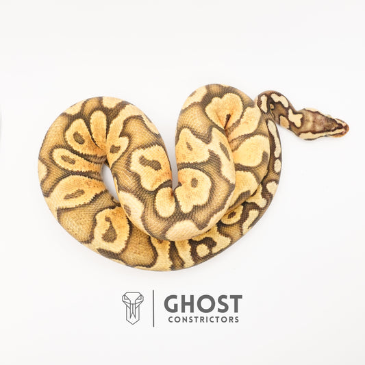 Pastel YB Enchi Hypo