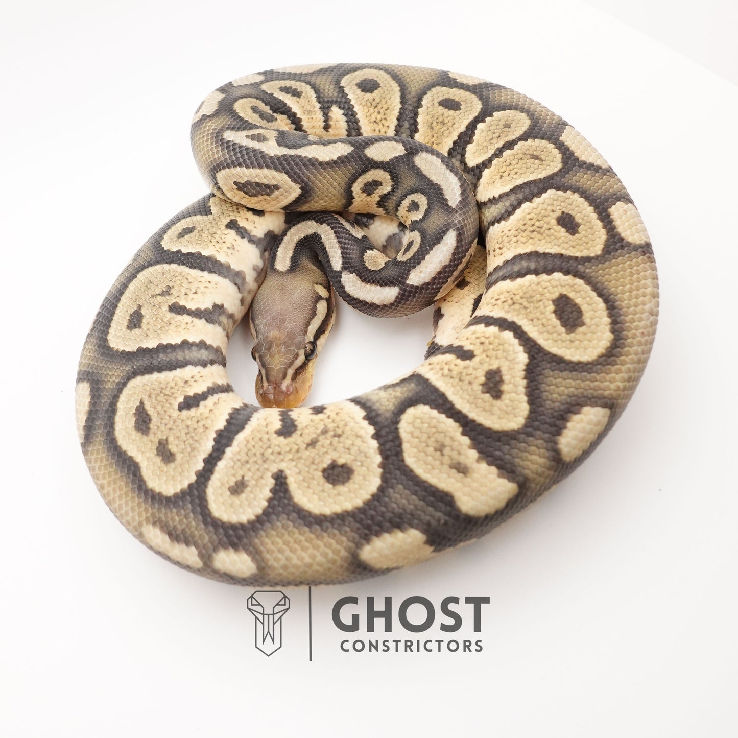 Chocolate Pastel Hypo