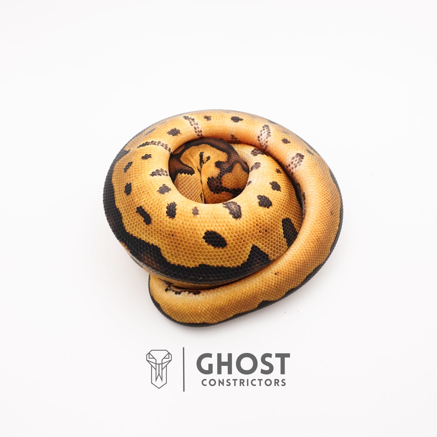 Spotnose Enchi Clown Het Desert Ghost Ball Python