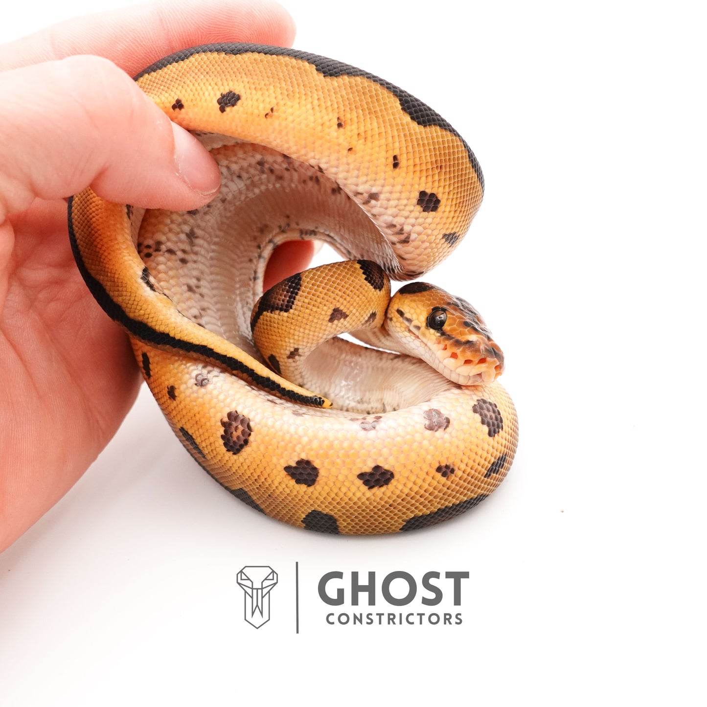 Spotnose Enchi Clown Het Desert Ghost Ball Python