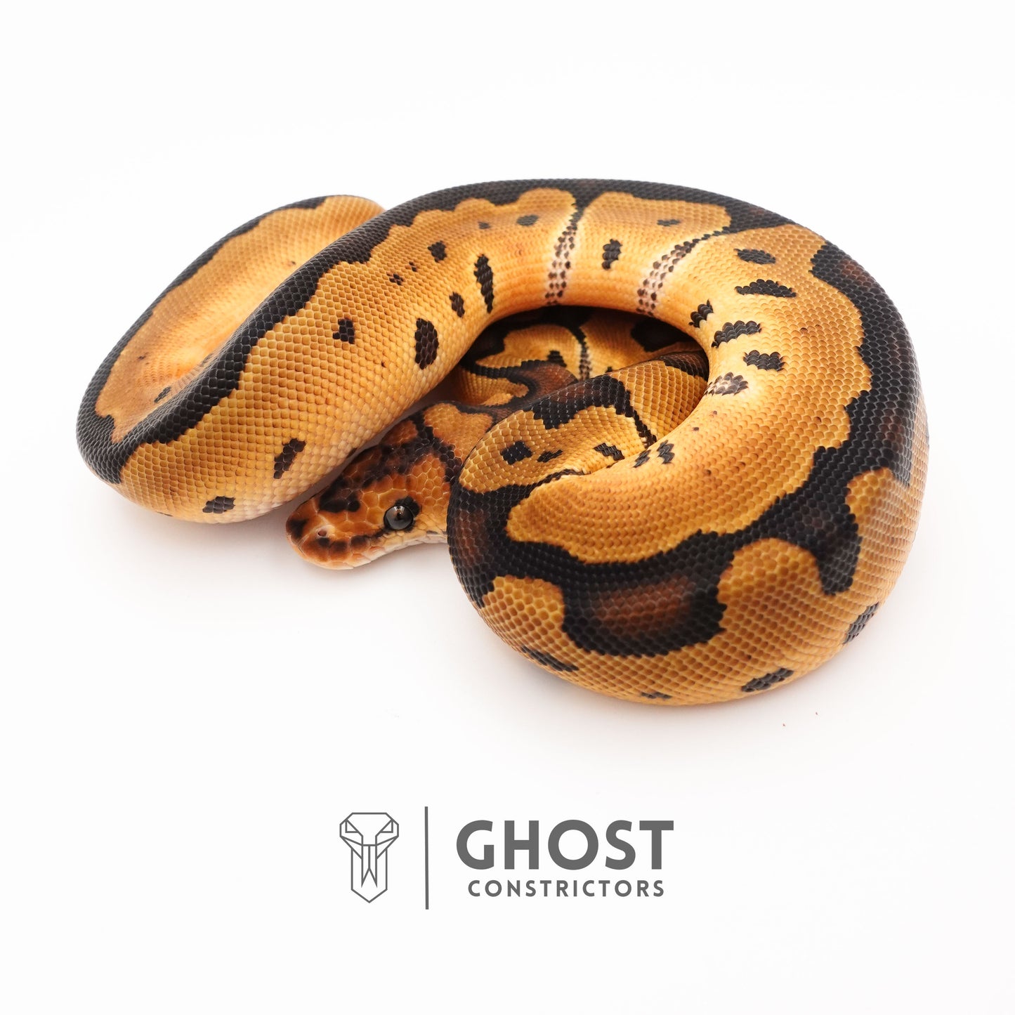 Spotnose Enchi Clown Het Desert Ghost Ball Python