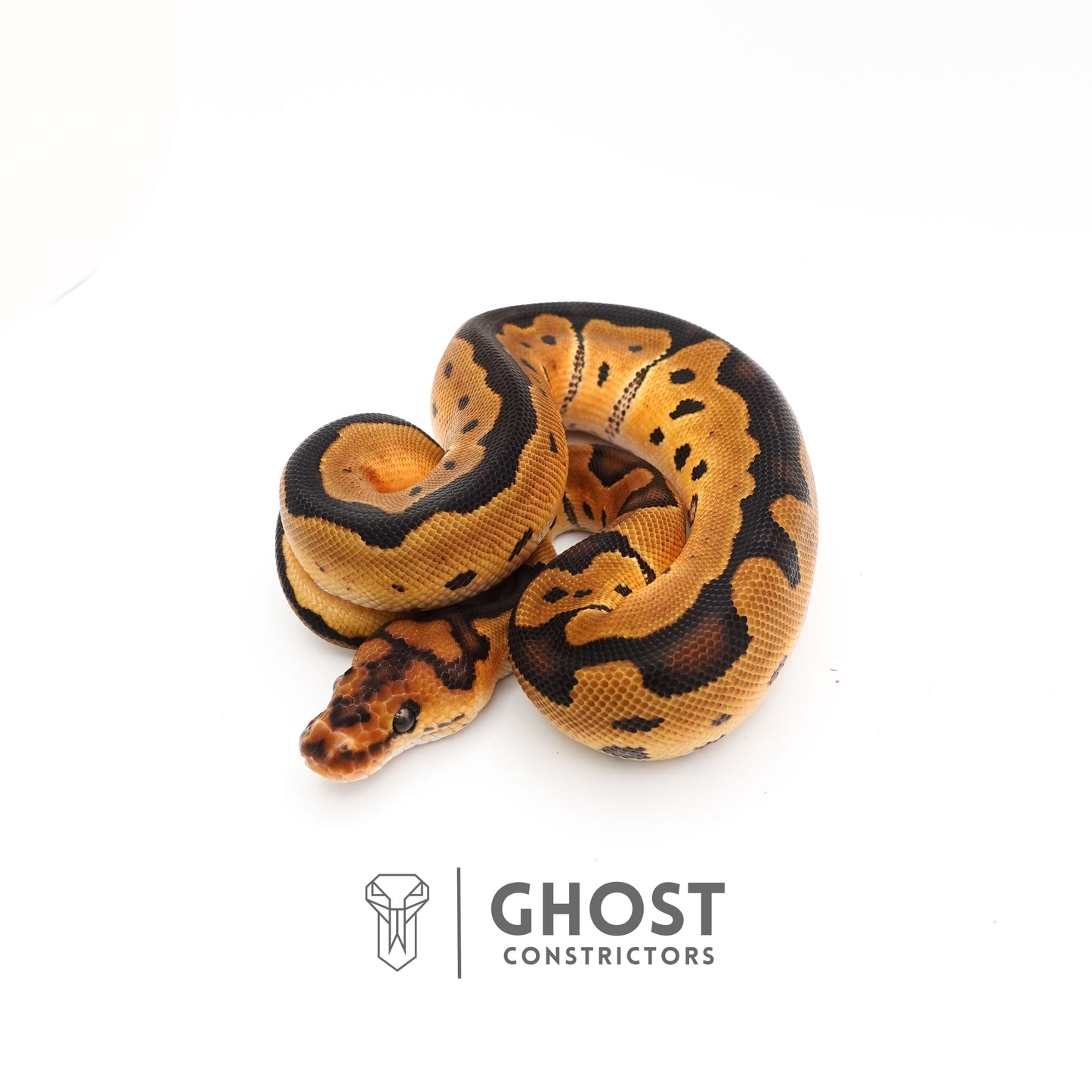 Spotnose Enchi Clown Het Desert Ghost Ball Python