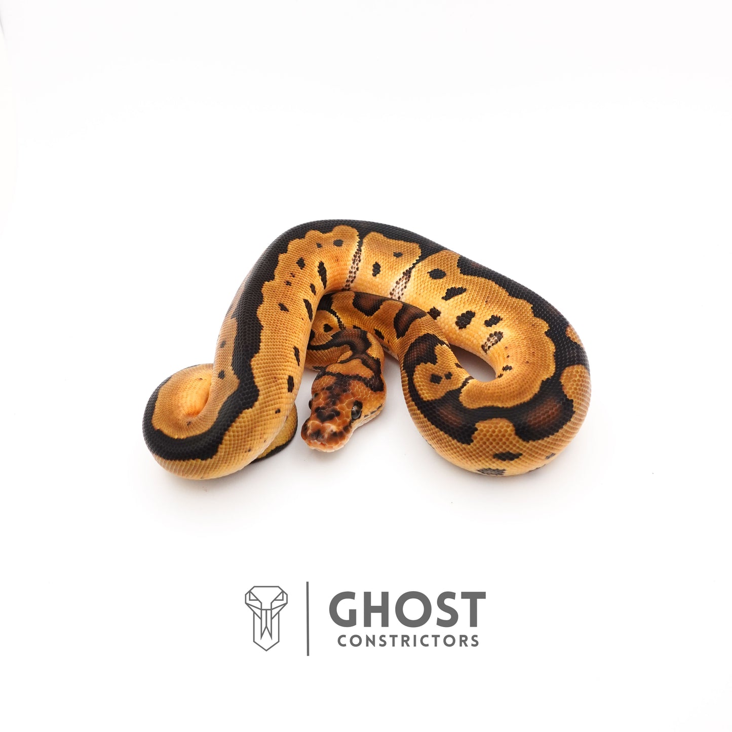 Spotnose Enchi Clown Het Desert Ghost Ball Python