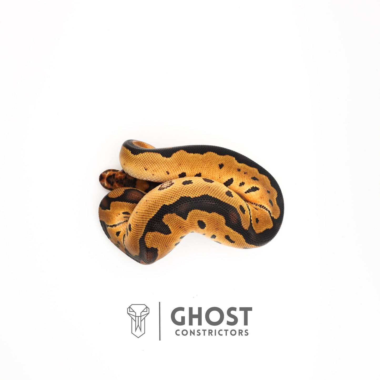 Spotnose Enchi Clown Het Desert Ghost Ball Python
