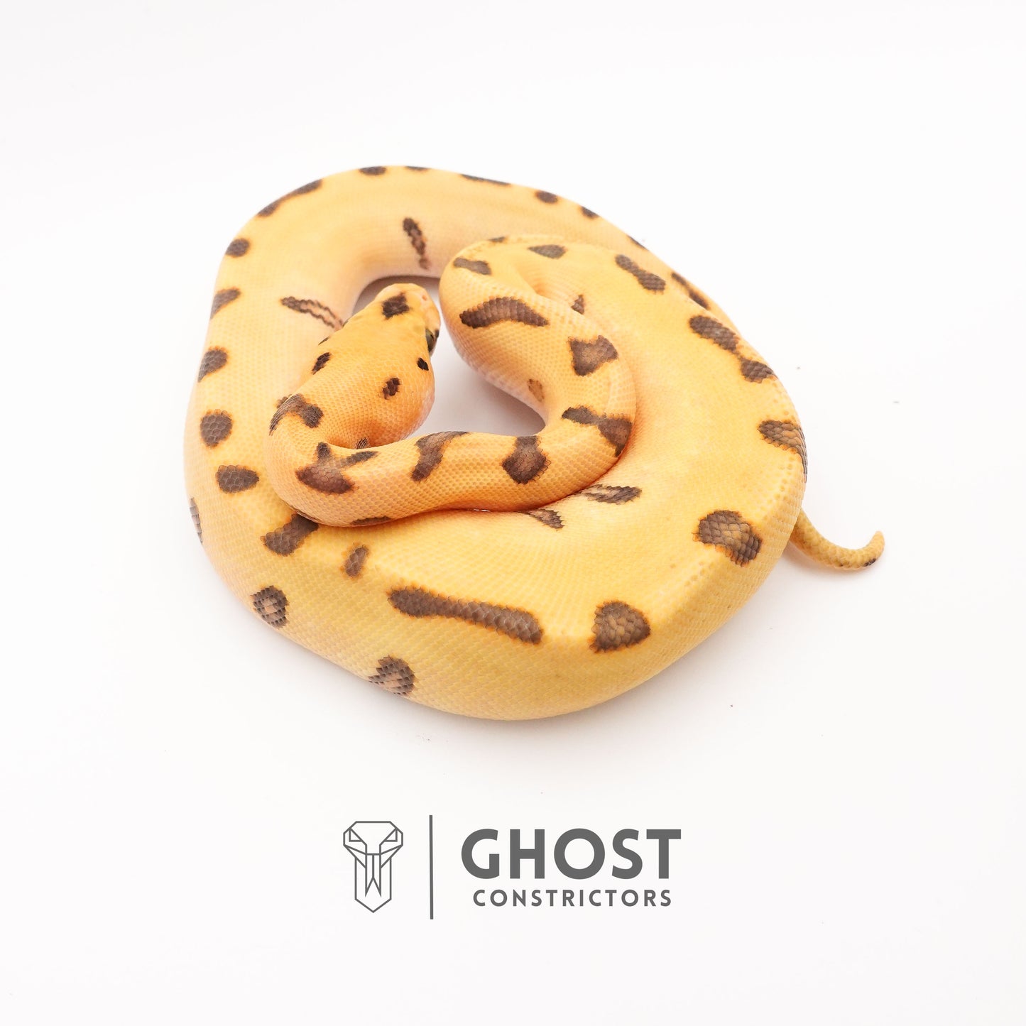 Spotnose, Super Enchi, Desert Ghost, Clown