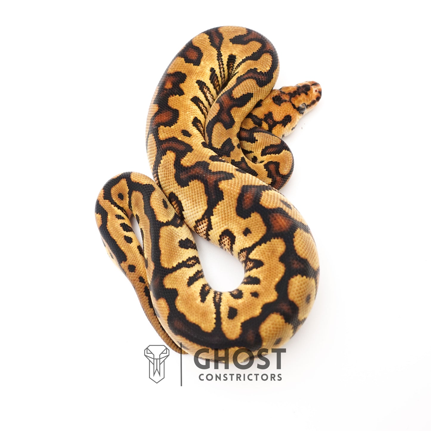 Enchi Spotnose Pos Redstripe Clown Het Desert Ghost