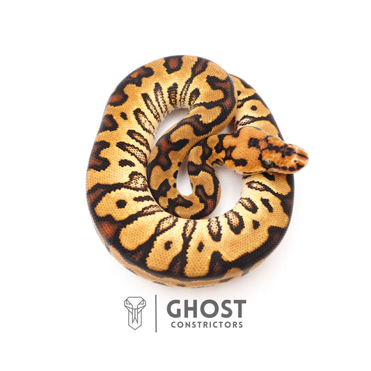 Enchi Spotnose Pos Redstripe Clown Het Desert Ghost