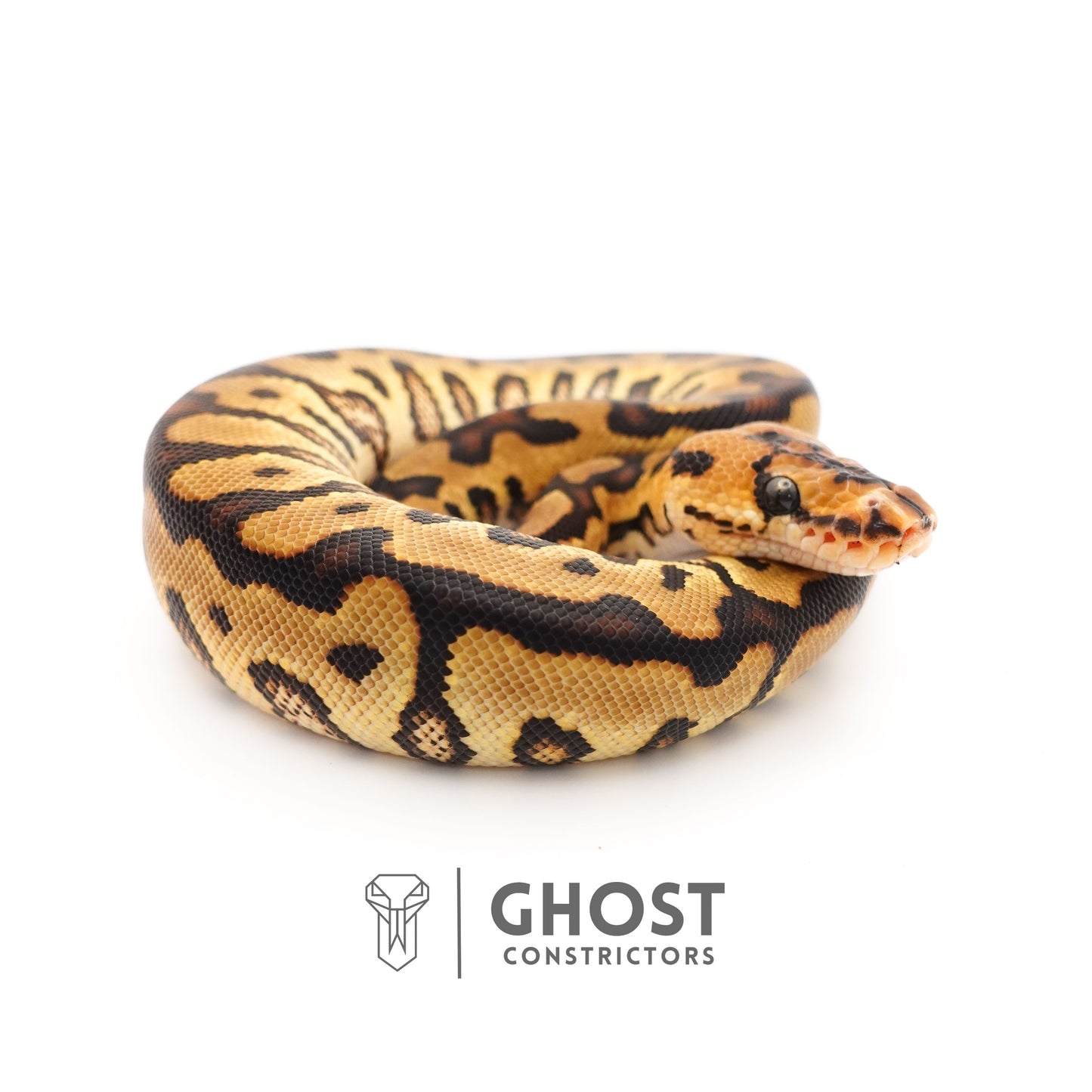 Enchi Spotnose Pos Redstripe Clown Het Desert Ghost