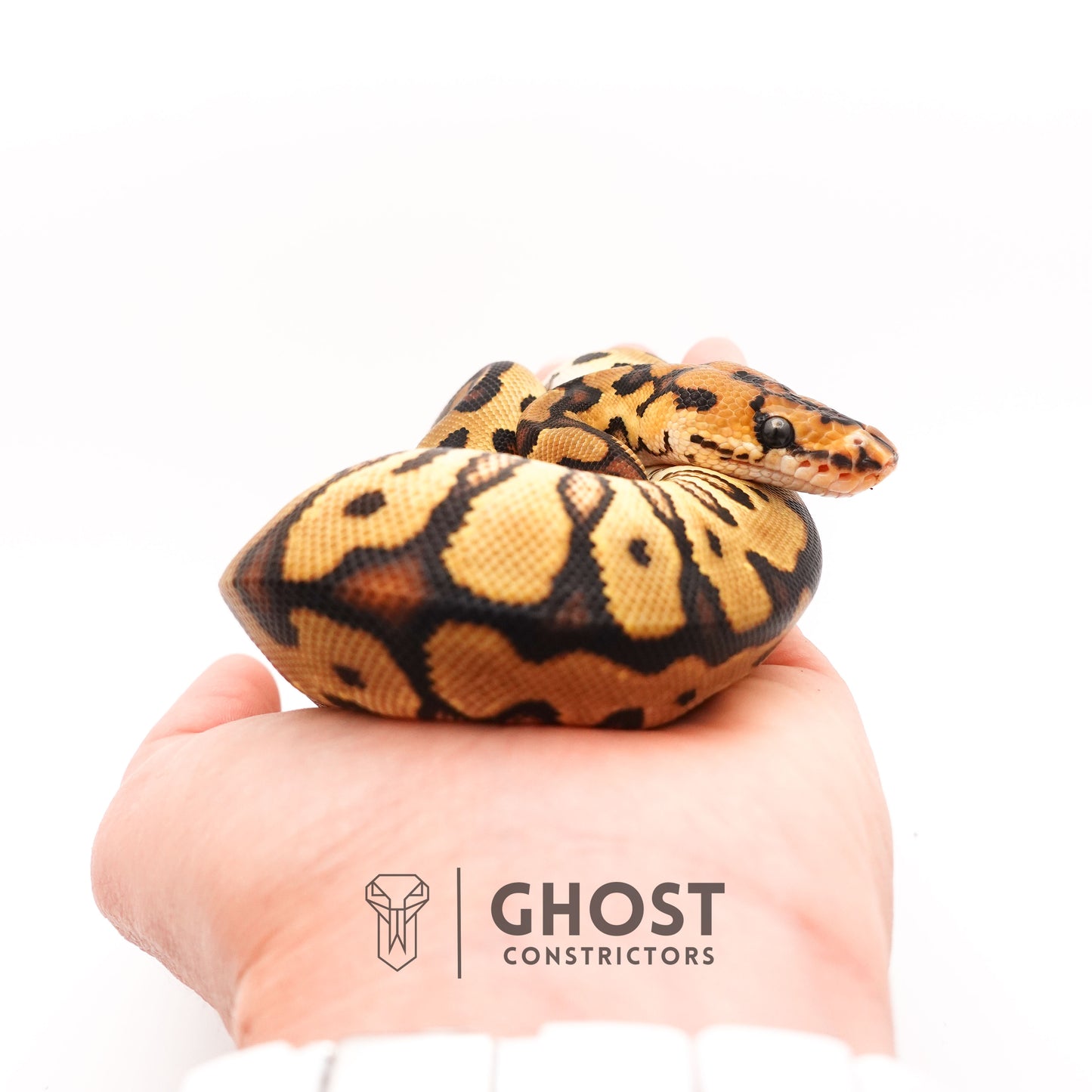 Enchi Spotnose Pos Redstripe Clown Het Desert Ghost