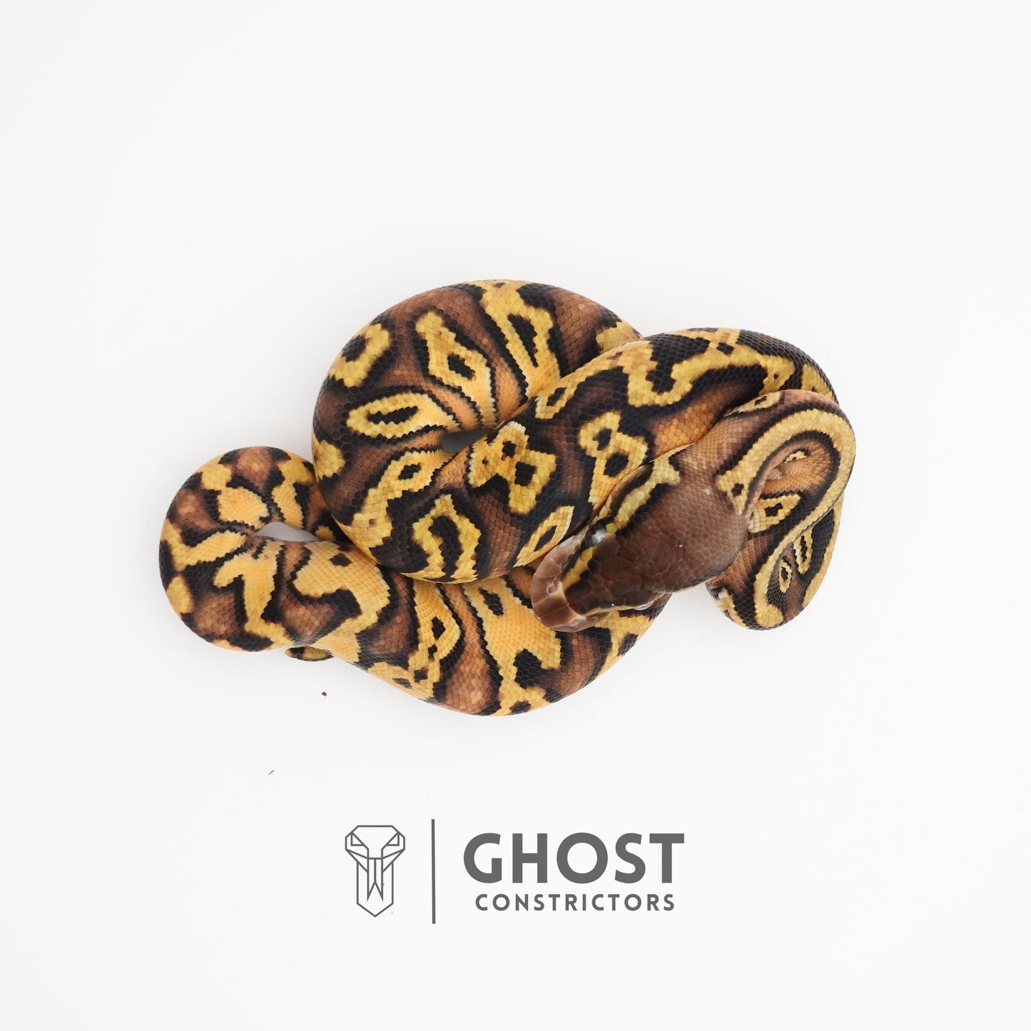 Pastel Enchi Asphalt 50% Het Hypo Ball Python