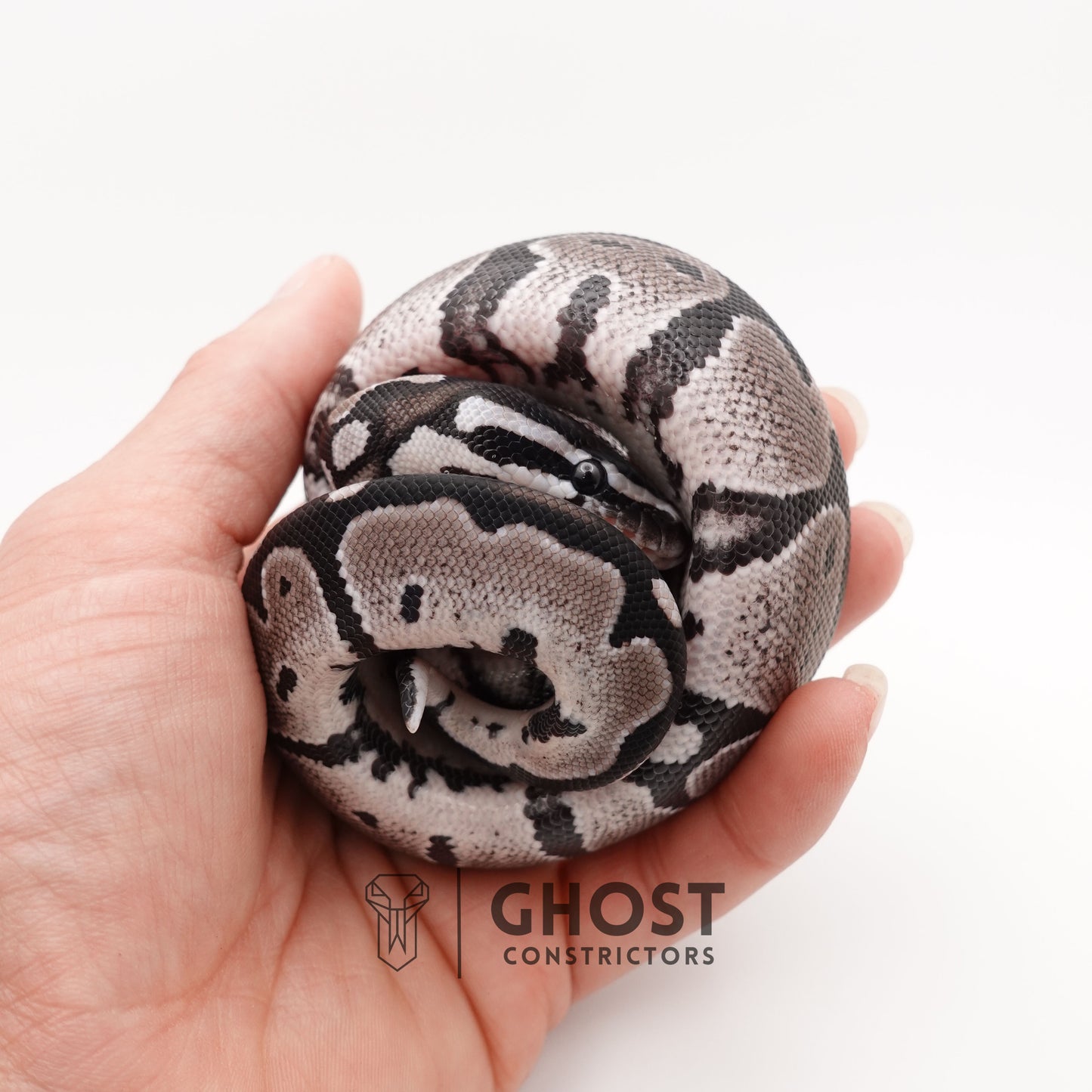 VPI Axanthic Het Piebald