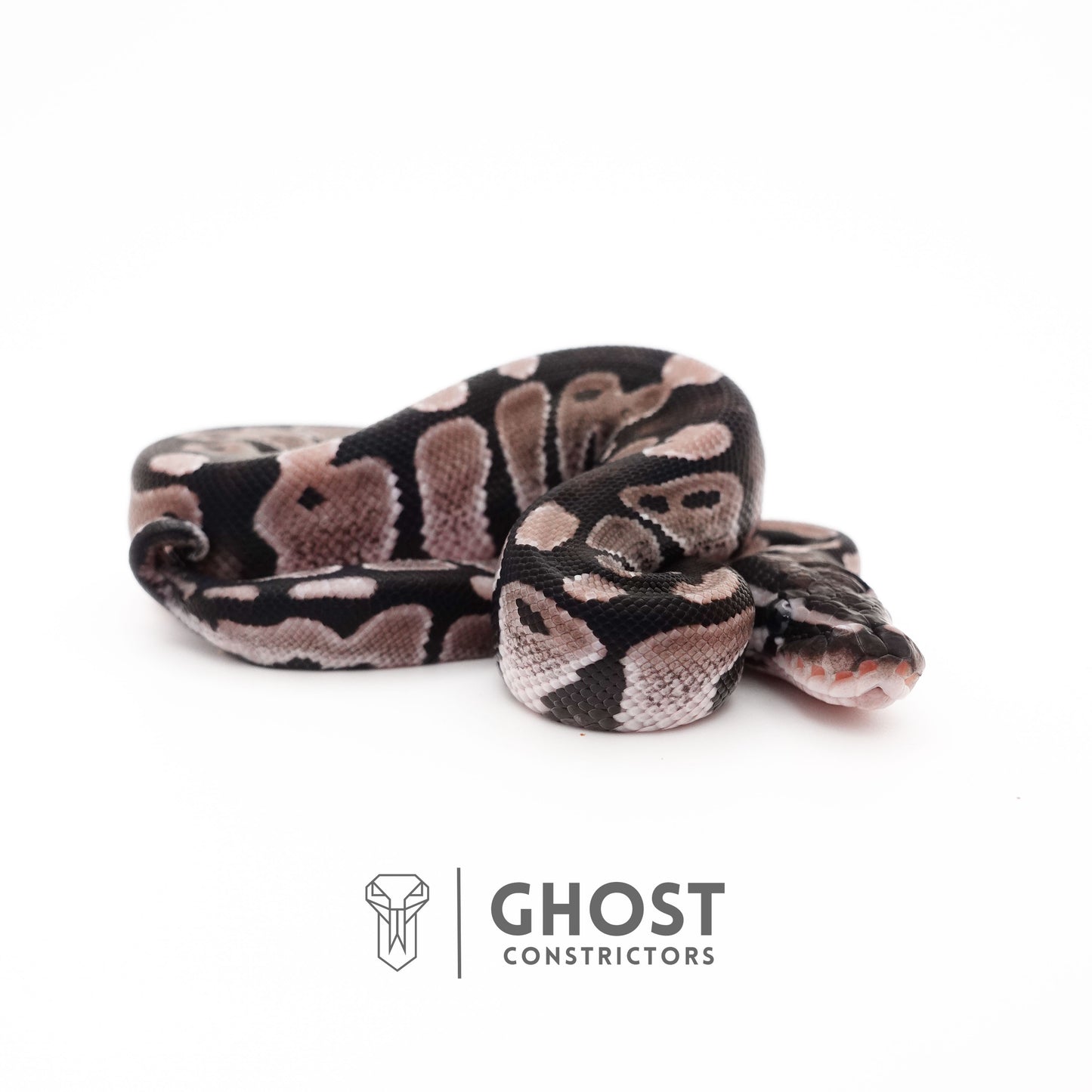 VPI Axanthic Het Piebald