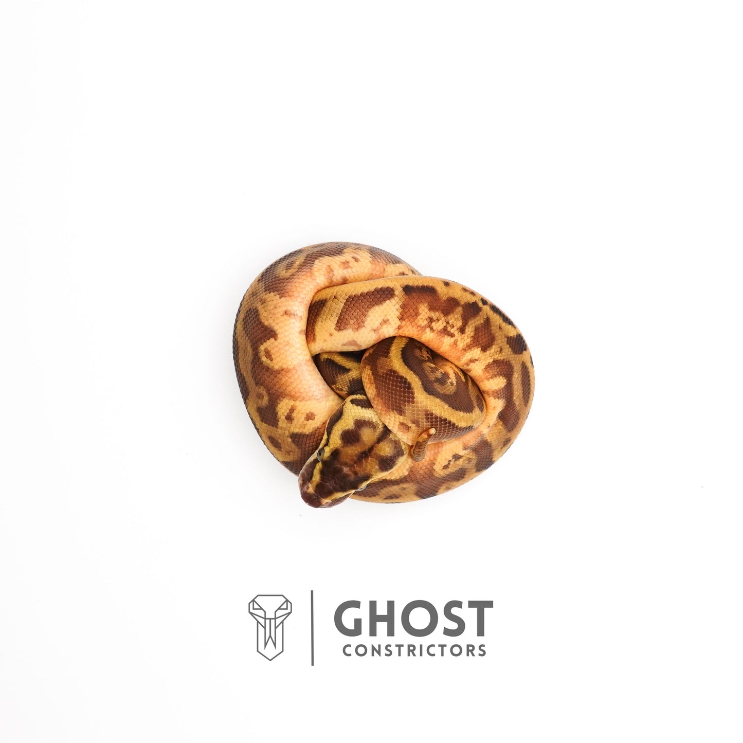 Enchi Pastel Leopard Sunset Het Piebald Ball Python