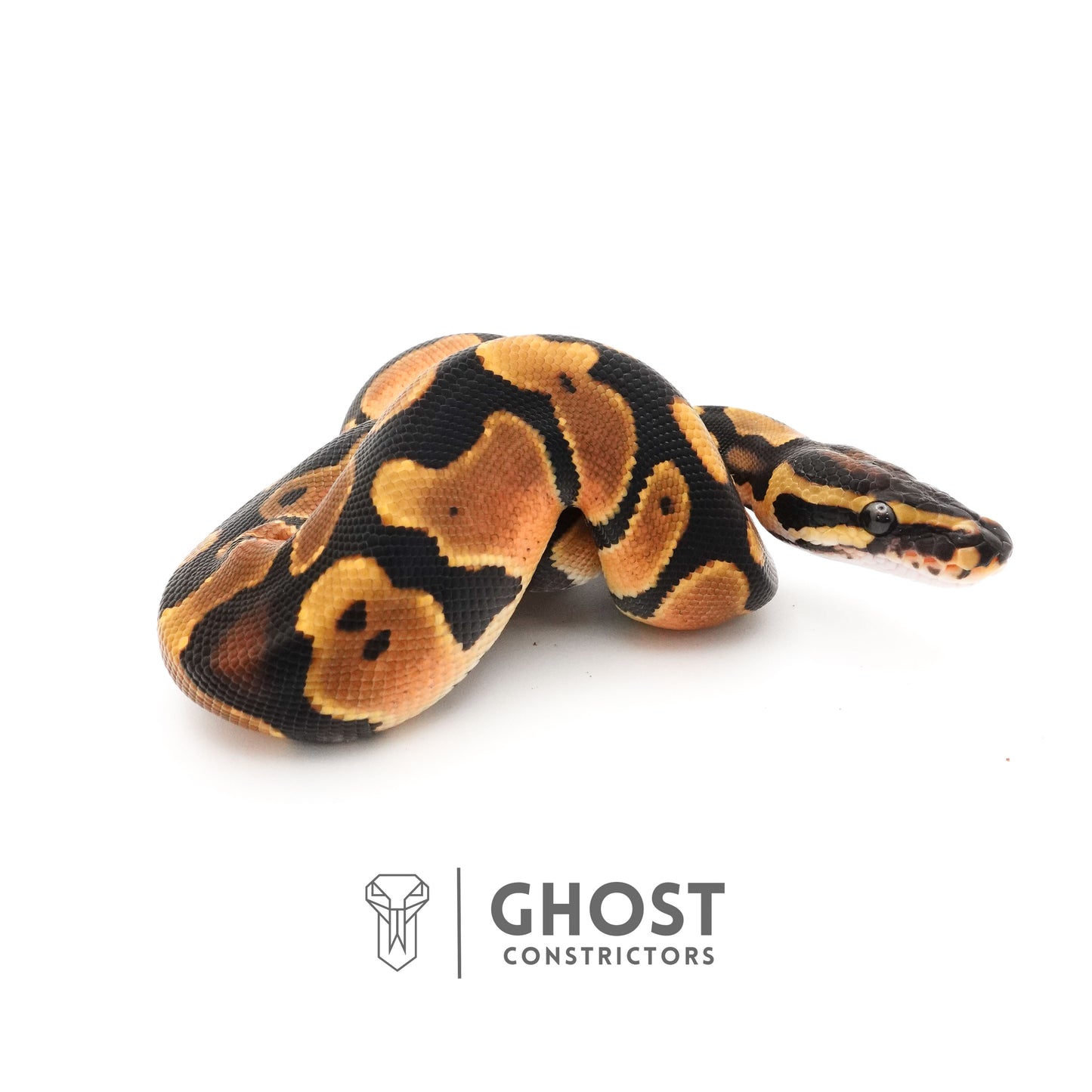 Orange Dream Het Piebald Ball Python