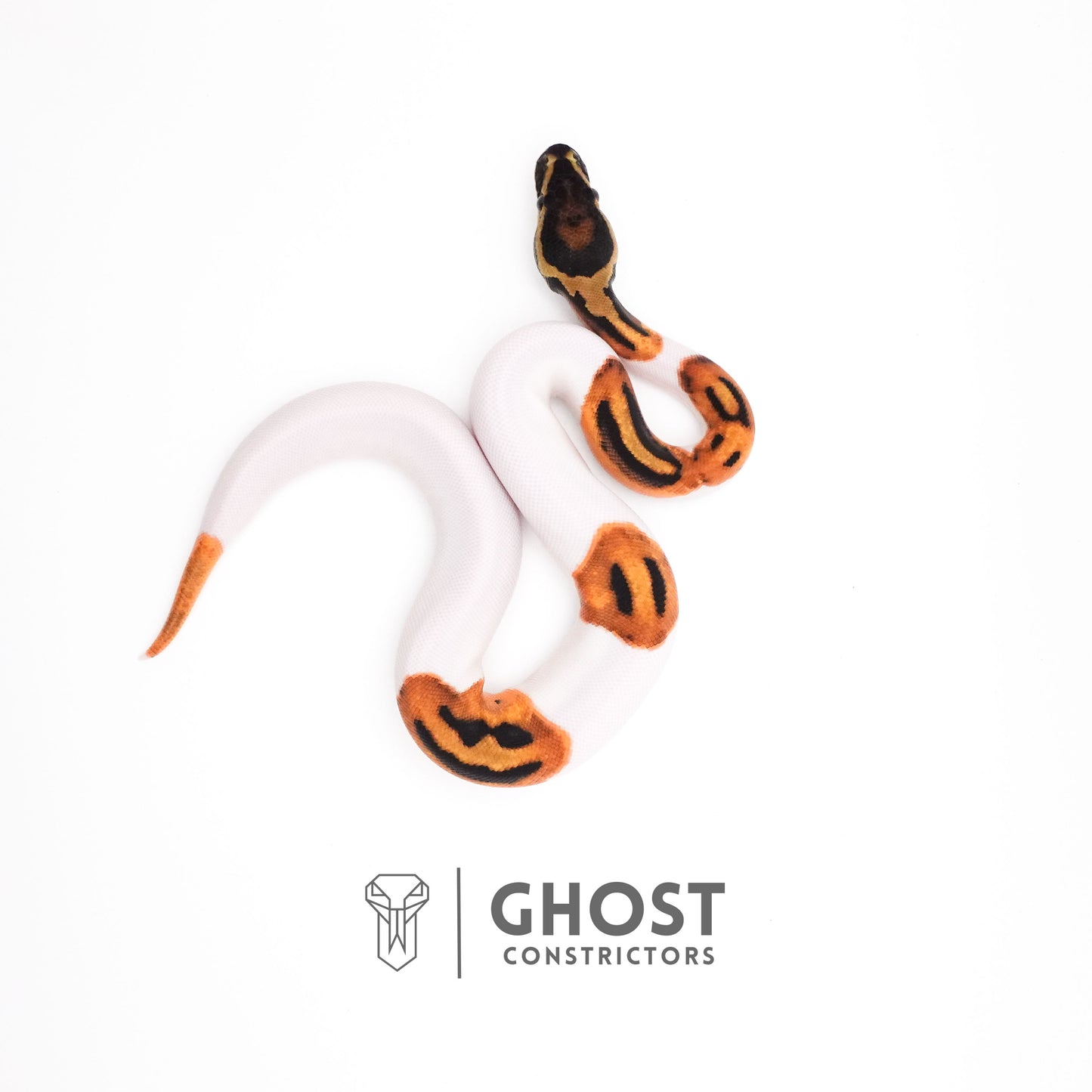 Orange Dream Piebald Ball Python