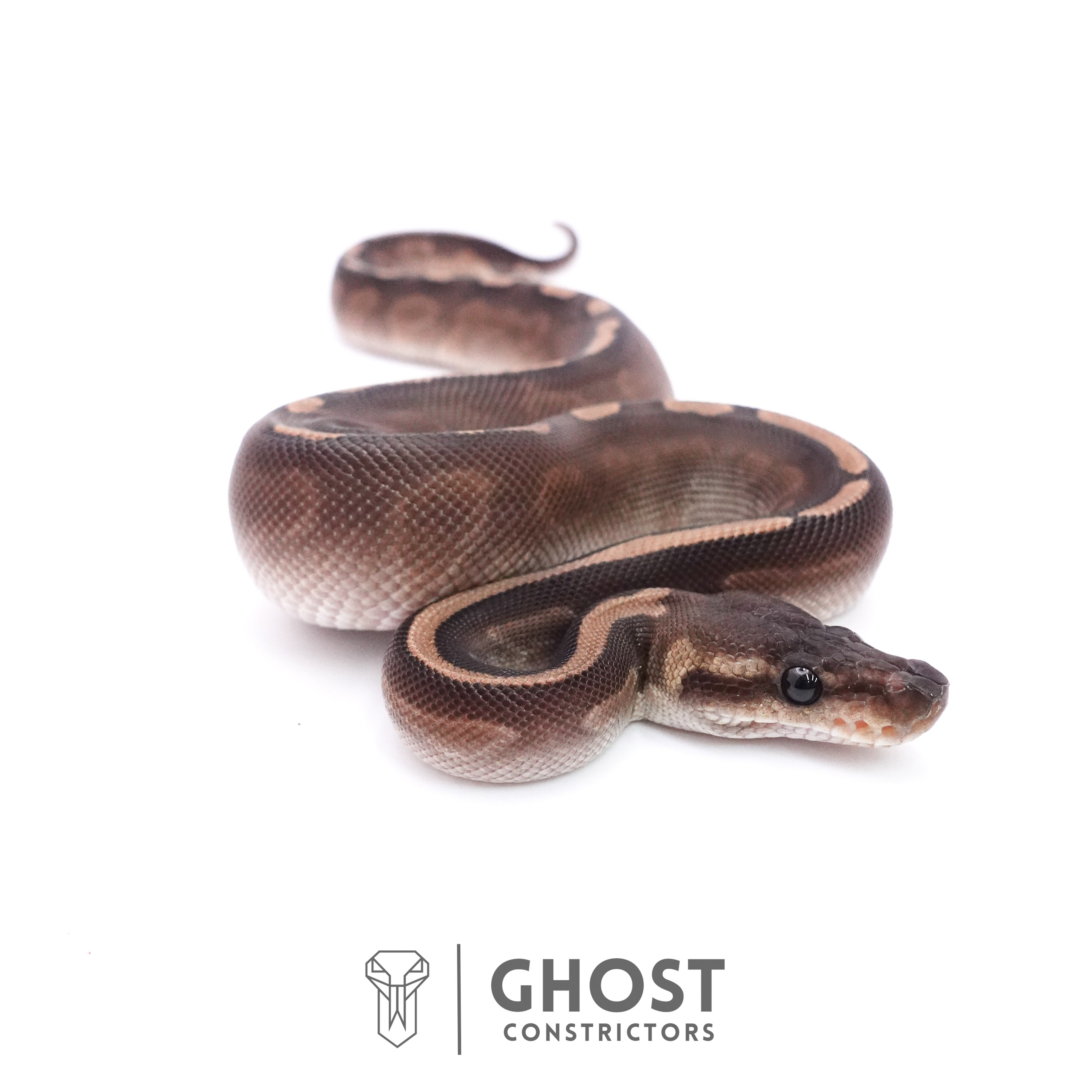 Cinnamon GHI Mahogany Ball Python Ball Python – Ghost Constrictors