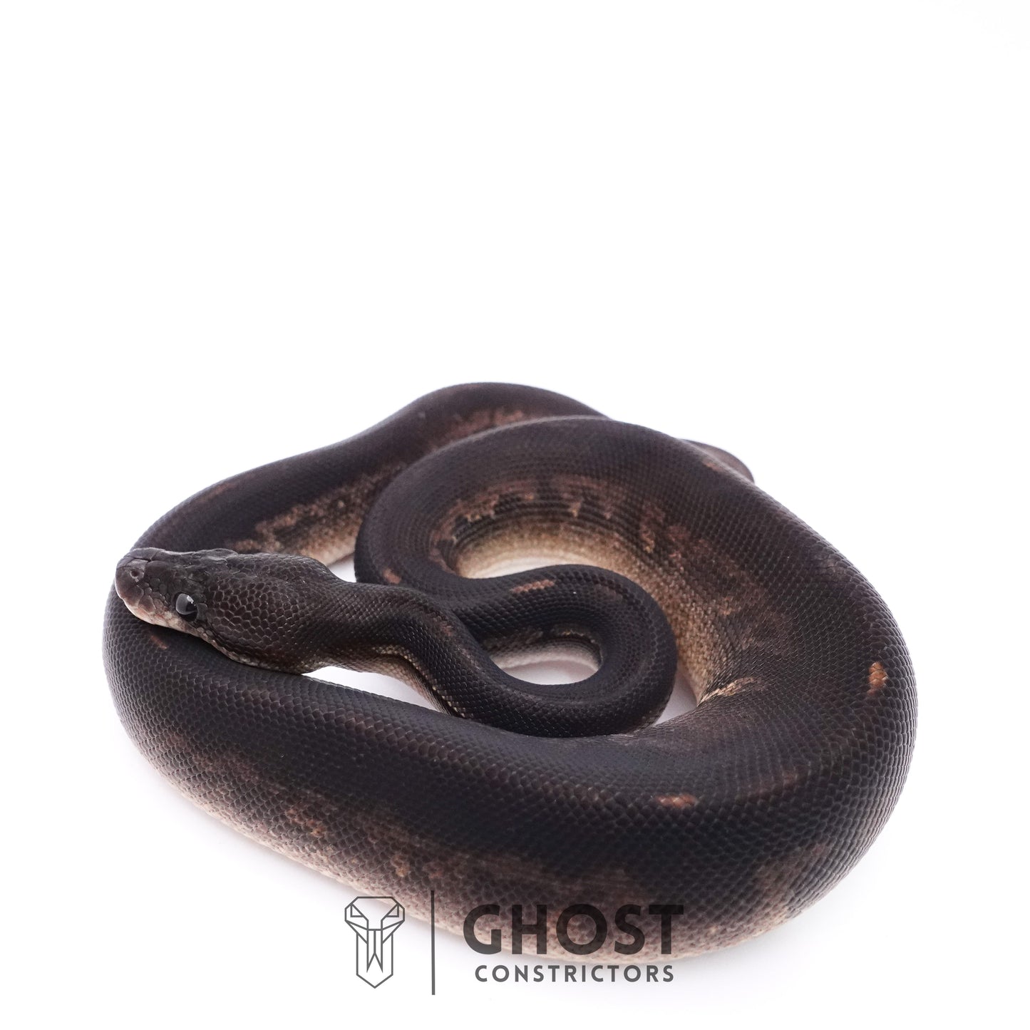 Mahogany Cinnamon Black Head Ball Python