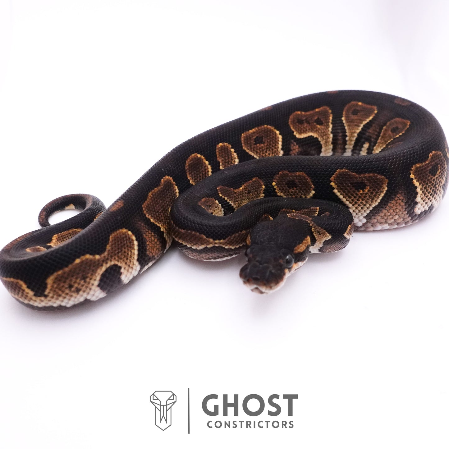Black Head Black Pastel Mahogany Yellow Belly
