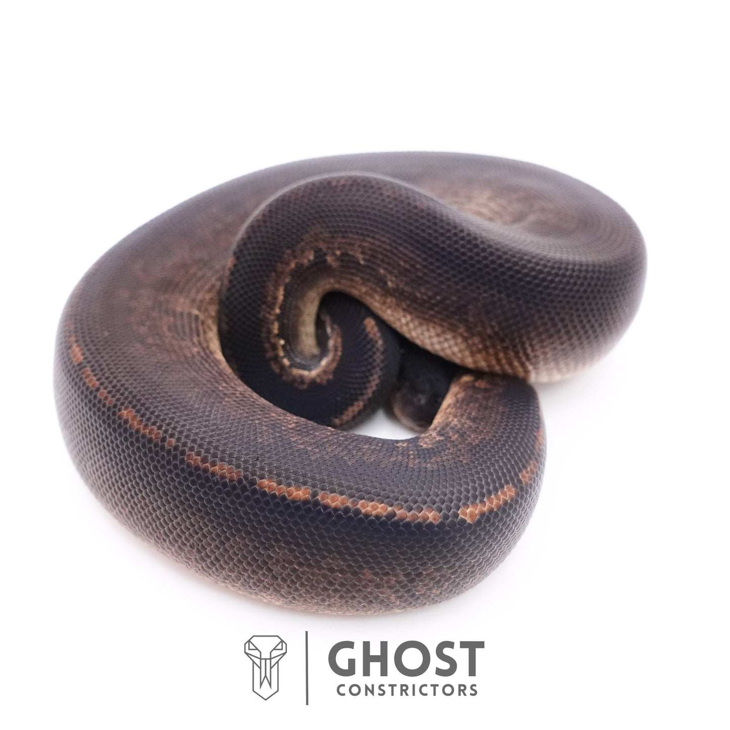 Black Pastel Black Head Ball Python