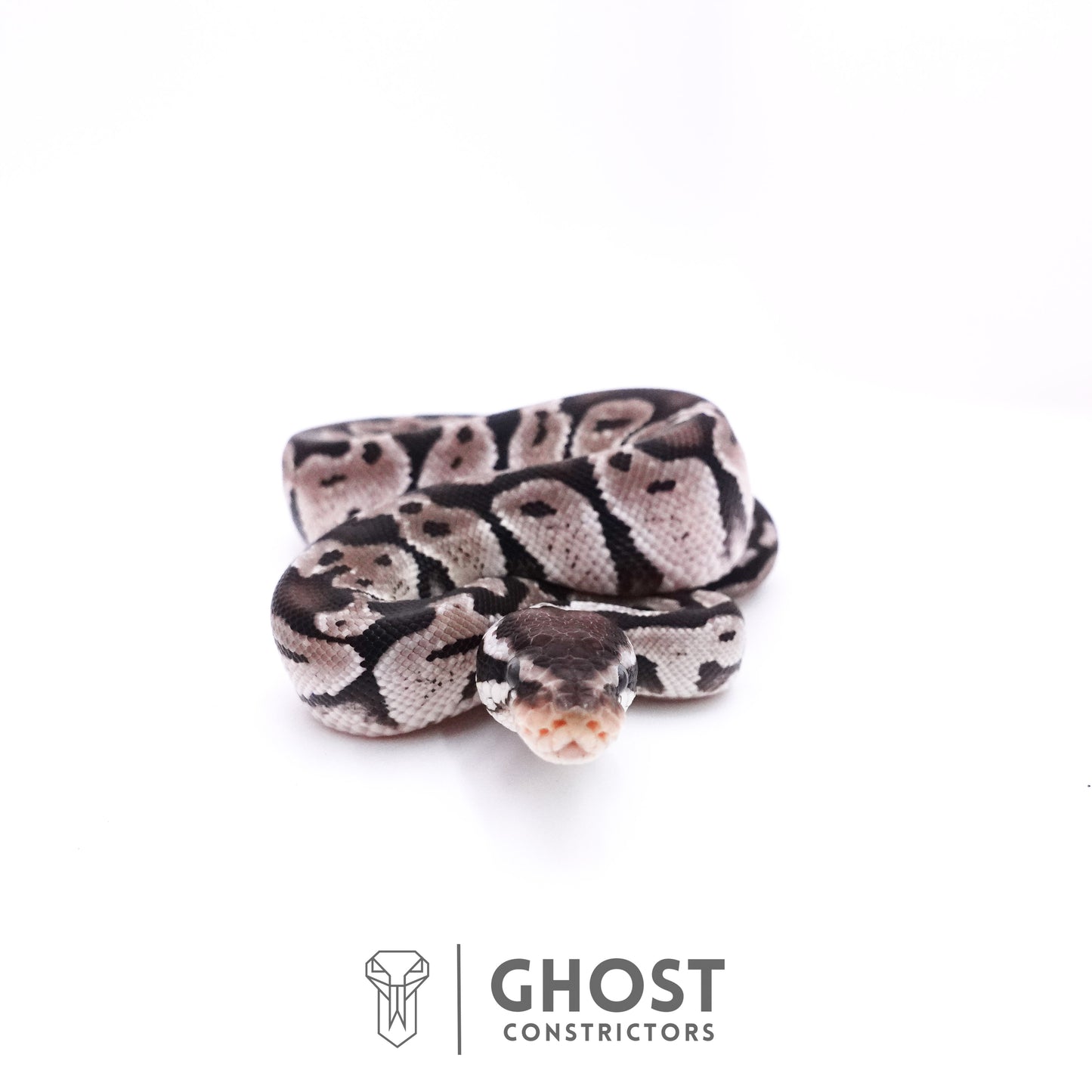 Pastel Axanthic VPI Ball Python