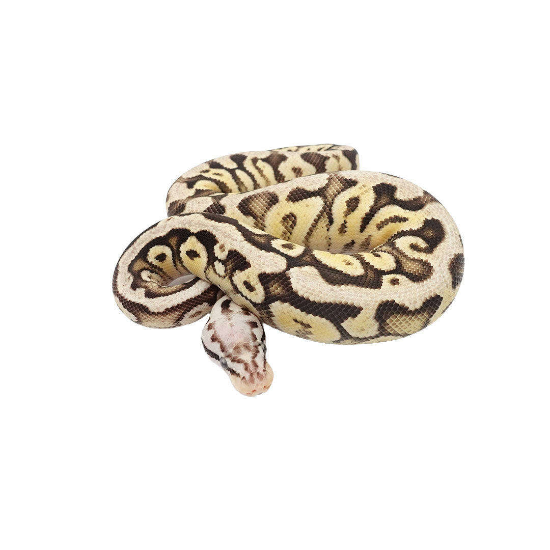 Super Pastel Fire Ball Python for Sale