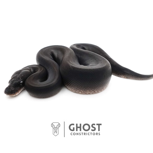 Obsidian Black Ball Python for Sale | The Darkness Morph