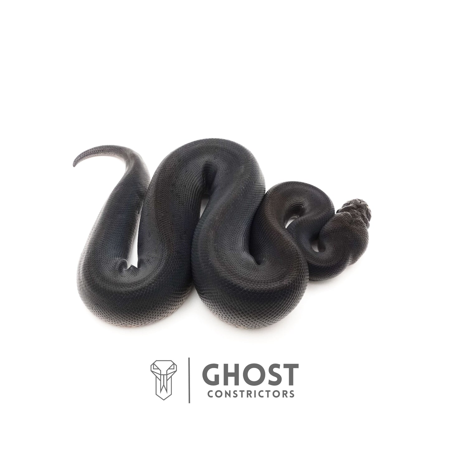 Obsidian Black Ball Python for Sale | The Darkness Morph