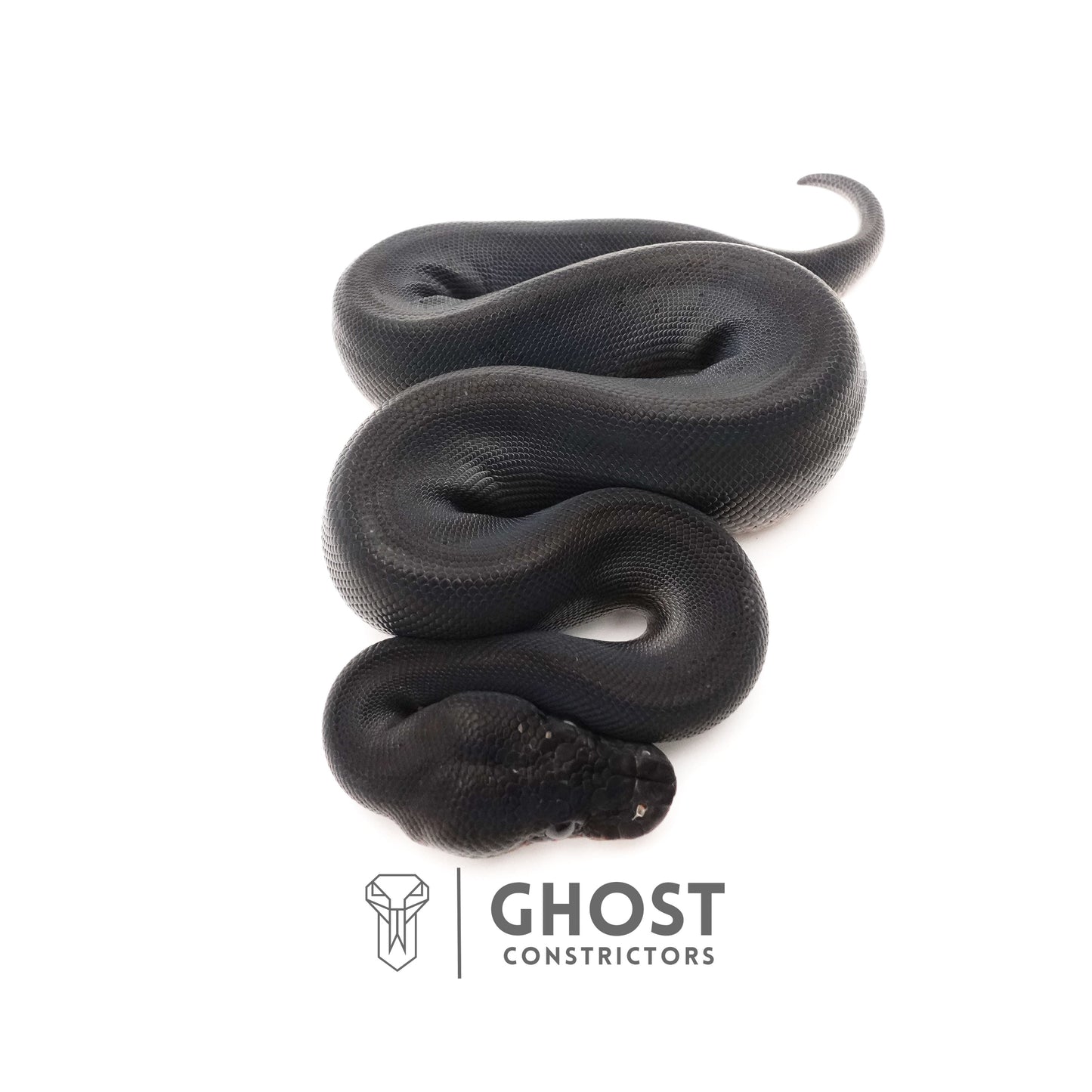 Obsidian Black Ball Python for Sale | The Darkness Morph