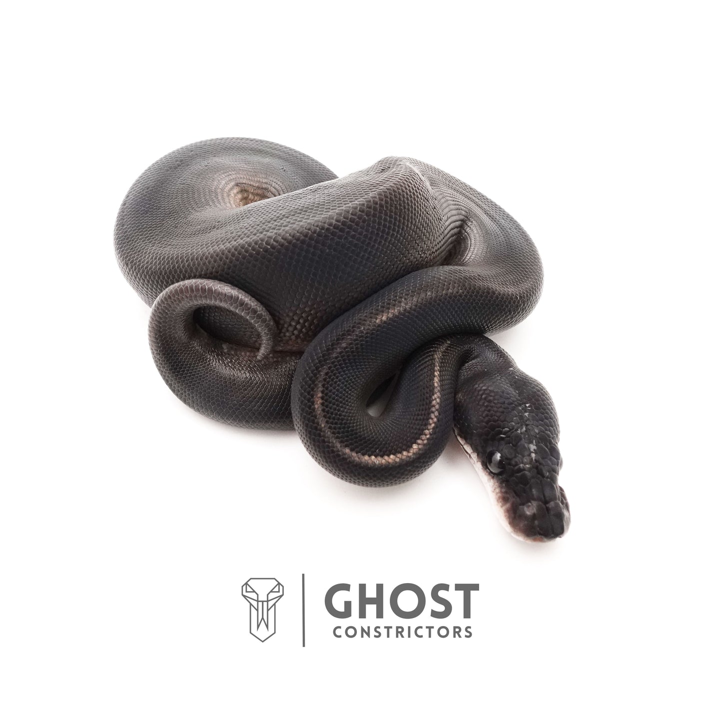 Obsidian Black Ball Python for Sale