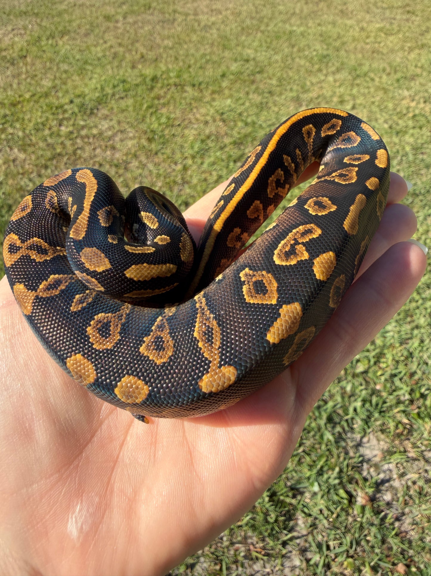 GHI Mahogany
