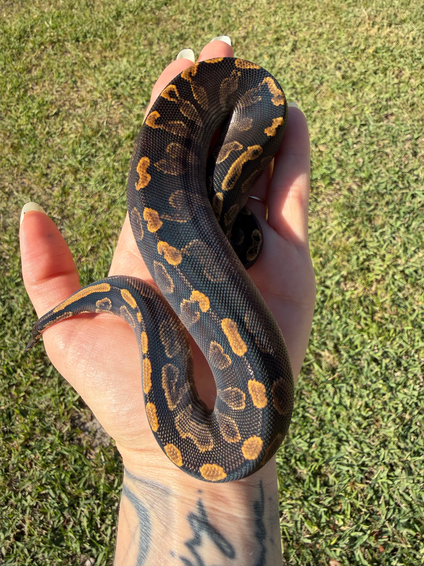 Black Head GHI Mahogany