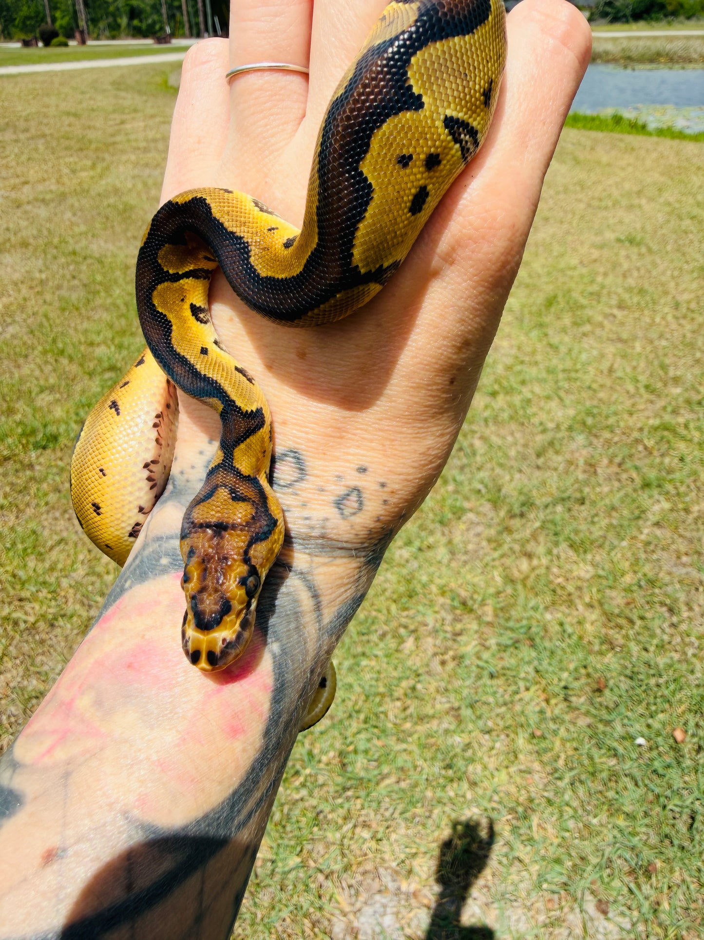 Enchi Clown Het Desert Ghost Pos Fire Ball Python for Sale