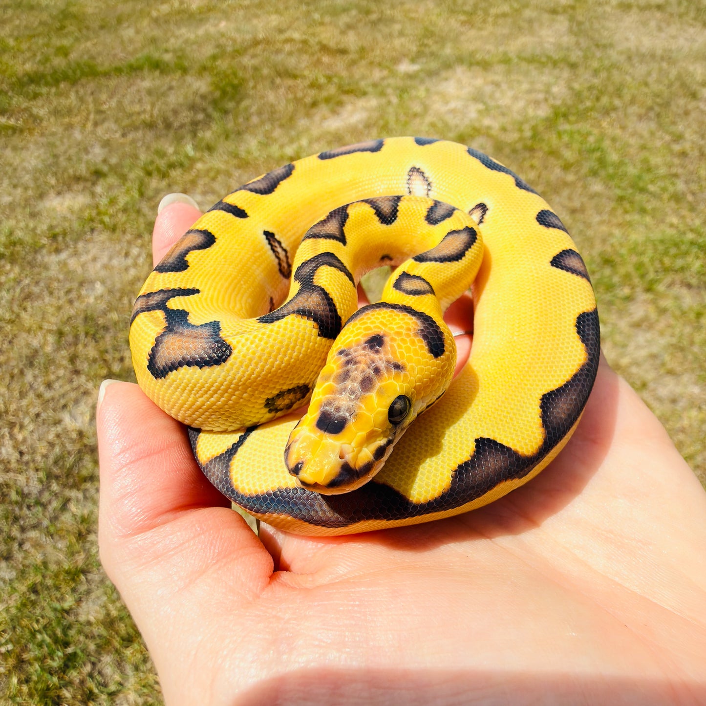 Spotnose Super Enchi Clown Desert Ghost Fire Pos Red Stripe Ball Python for Sale