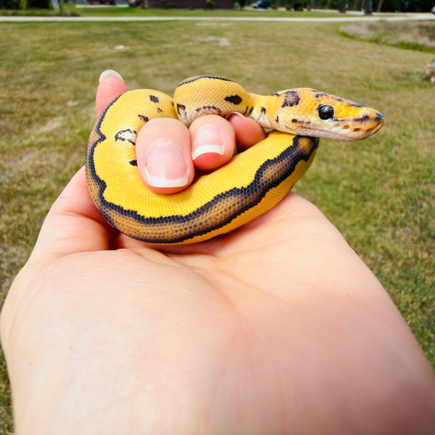 Enchi Clown Desert Ghost Fire Pos Red Stripe Ball Python for Sale