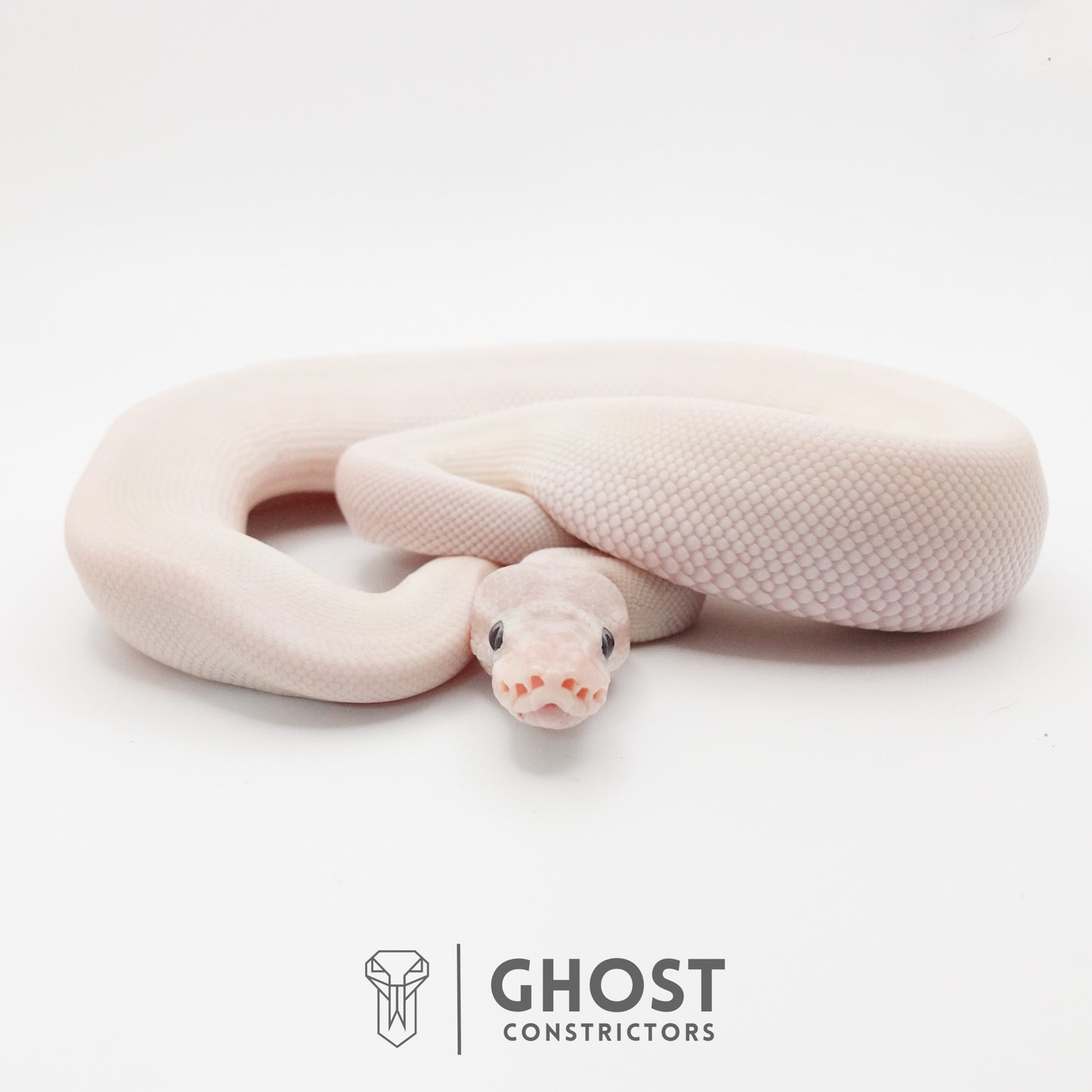 Super Mojave Het Clown Ball Python