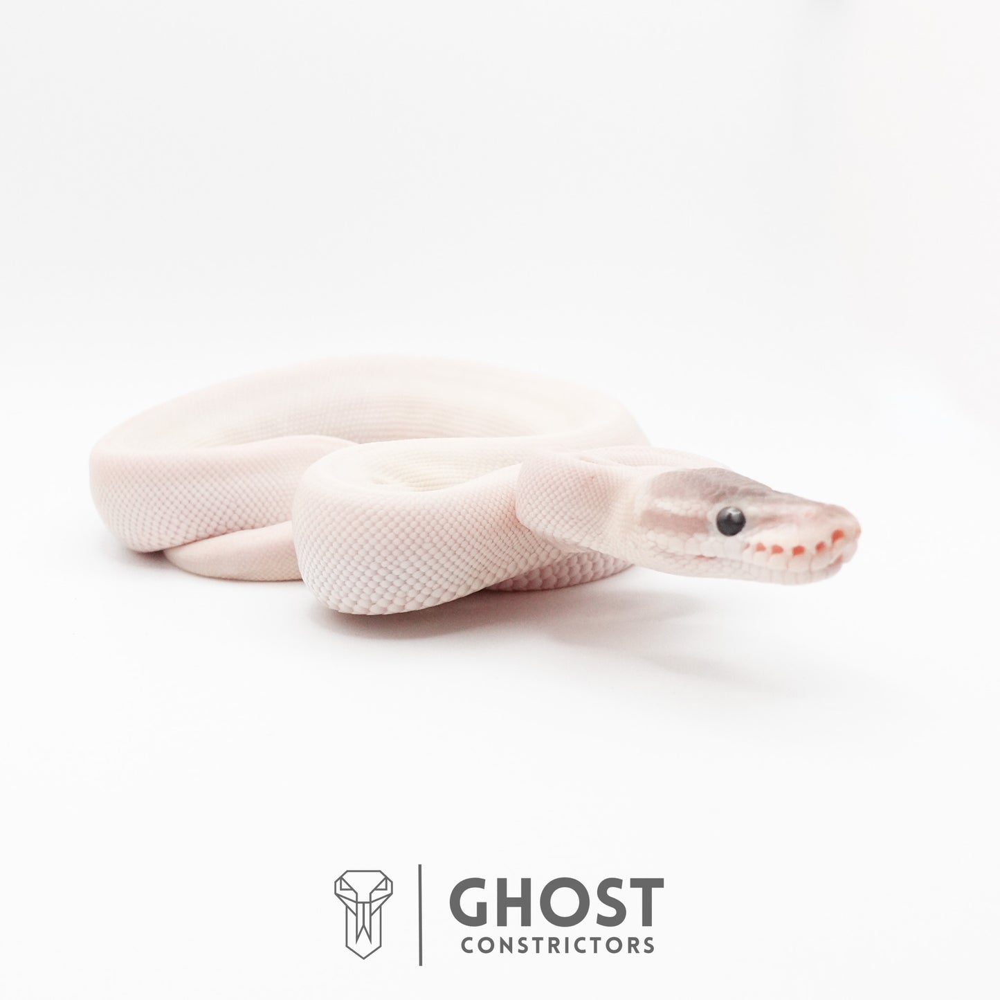 Super Mojave Het Clown Ball Python | White Ball Python