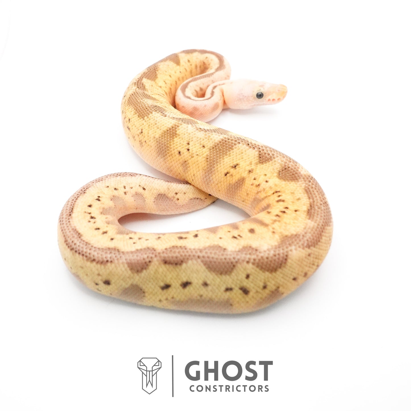 Pastel Spider Mojave Clown Possible Nyala Possible Furrow Ball Python