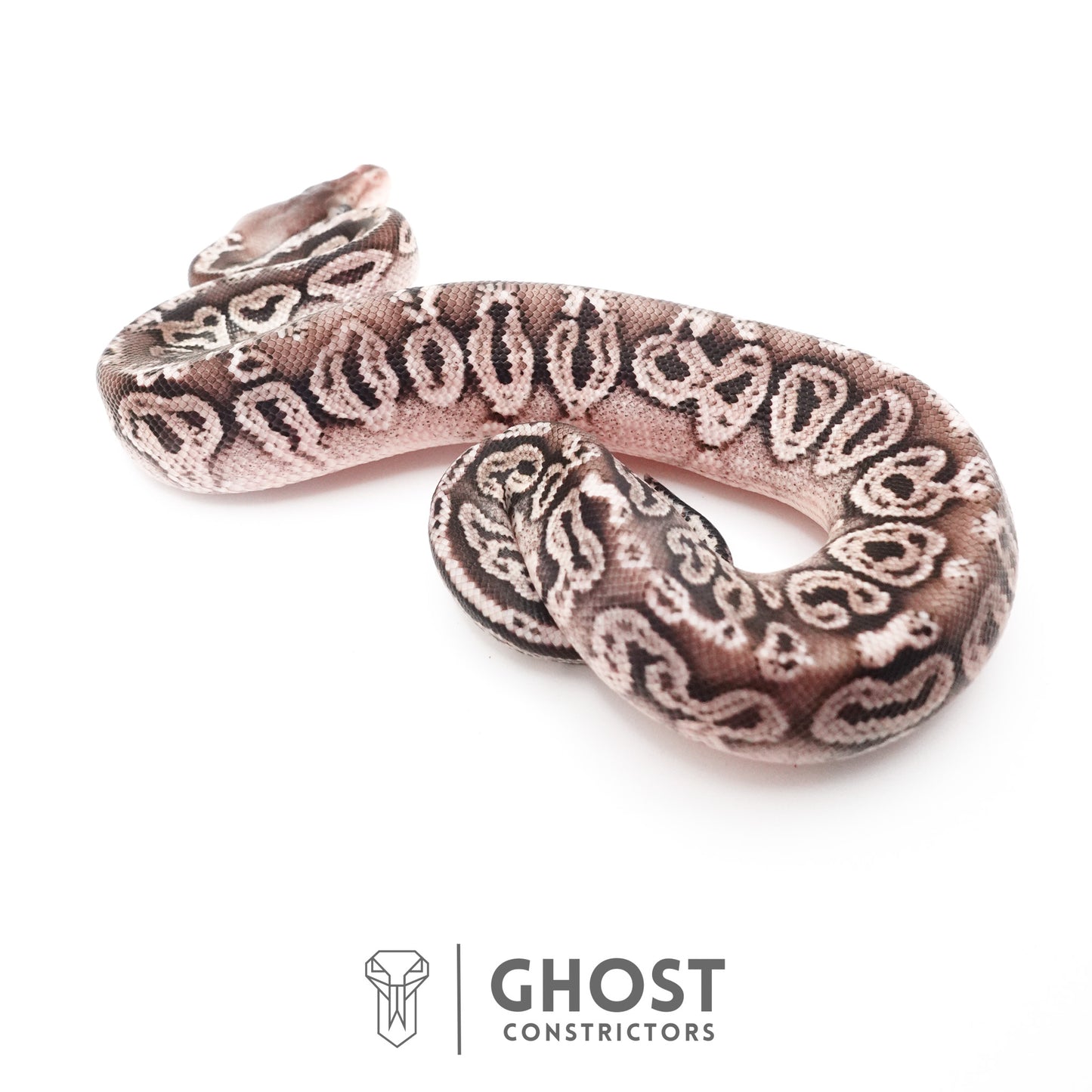 Black Pastel Fire VPI Axanthic 50% Het Desert Ghost Ball Python